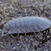 Vėdarėlis - Porcellio scaber | Fotografijos autorius : Romas Ferenca | © Macronature.eu | Macro photography web site