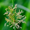 Soft rush | Juncus effusus | Fotografijos autorius : Darius Baužys | © Macrogamta.lt | Šis tinklapis priklauso bendruomenei kuri domisi makro fotografija ir fotografuoja gyvąjį makro pasaulį.