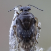 Common shore bug - Saldula saltatoria var. margiinella | Fotografijos autorius : Žilvinas Pūtys | © Macronature.eu | Macro photography web site
