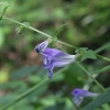 Common skullcap - Scutellaria galericulata | Fotografijos autorius : Vytautas Gluoksnis | © Macronature.eu | Macro photography web site