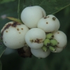 Common snowberry - Symphoricarpos albus | Fotografijos autorius : Gintautas Steiblys | © Macronature.eu | Macro photography web site
