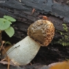 Common stinkhorn - Phallus impudicus | Fotografijos autorius : Vytautas Gluoksnis | © Macronature.eu | Macro photography web site