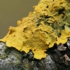 Common sunburst lichen - Xanthoria parietina | Fotografijos autorius : Gintautas Steiblys | © Macronature.eu | Macro photography web site