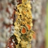 Common sunburst lichen - Xanthoria parietina | Fotografijos autorius : Gintautas Steiblys | © Macronature.eu | Macro photography web site