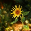 Common sunflower - Helianthus annuus | Fotografijos autorius : Vidas Brazauskas | © Macronature.eu | Macro photography web site