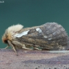 Common swift - Korscheltellus lupulina | Fotografijos autorius : Vytautas Gluoksnis | © Macronature.eu | Macro photography web site