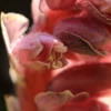 Common toothwort - Lathraea squamaria | Fotografijos autorius : Ramunė Vakarė | © Macronature.eu | Macro photography web site