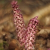 Common toothwort - Lathraea squamaria | Fotografijos autorius : Vidas Brazauskas | © Macronature.eu | Macro photography web site