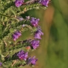 Common viper's-bugloss - Echium vulgare | Fotografijos autorius : Kęstutis Obelevičius | © Macronature.eu | Macro photography web site