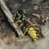 Common wasp - Vespula vulgaris | Fotografijos autorius : Gintautas Steiblys | © Macronature.eu | Macro photography web site