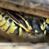 Common wasp - Vespula vulgaris | Fotografijos autorius : Kazimieras Martinaitis | © Macronature.eu | Macro photography web site
