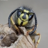 Common wasp - Vespula vulgaris | Fotografijos autorius : Romas Ferenca | © Macronature.eu | Macro photography web site