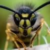 Common wasp - Vespula vulgaris | Fotografijos autorius : Oskaras Venckus | © Macronature.eu | Macro photography web site