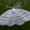 Common white wave - Cabera pusaria ♂ | Fotografijos autorius : Žilvinas Pūtys | © Macronature.eu | Macro photography web site