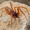 Common woodlouse spider - Dysdera crocata | Fotografijos autorius : Gintautas Steiblys | © Macronature.eu | Macro photography web site