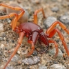 Common woodlouse spider - Dysdera crocata | Fotografijos autorius : Gintautas Steiblys | © Macronature.eu | Macro photography web site