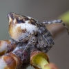 Viengūbris kūgiavoris - Cyclosa conica ♀, subadult | Fotografijos autorius : Žilvinas Pūtys | © Macronature.eu | Macro photography web site