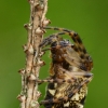 Viengūbris kūgiavoris - Cyclosa conica | Fotografijos autorius : Gintautas Steiblys | © Macronature.eu | Macro photography web site