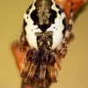 Conical Trashline Orbweaver - Cyclosa conica | Fotografijos autorius : Lukas Jonaitis | © Macronature.eu | Macro photography web site