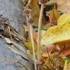 Kūginė skėtukė - Parasola conopilea | Fotografijos autorius : Vytautas Gluoksnis | © Macronature.eu | Macro photography web site