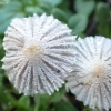 Mėšlabudė - Coprinopsis section Subniveae | Fotografijos autorius : Vitalij Drozdov | © Macrogamta.lt | Šis tinklapis priklauso bendruomenei kuri domisi makro fotografija ir fotografuoja gyvąjį makro pasaulį.