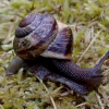 Copse snail - Arianta arbustorum | Fotografijos autorius : Romas Ferenca | © Macronature.eu | Macro photography web site