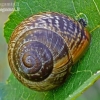 Copse snail - Arianta arbustorum | Fotografijos autorius : Darius Baužys | © Macronature.eu | Macro photography web site