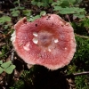 Rausvadryžė ūmėdė - Russula velenovskyi  | Fotografijos autorius : Vitalij Drozdov | © Macronature.eu | Macro photography web site