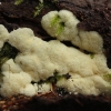 Akytasis gleivukas - Ceratiomyxa fruticulosa var. porioides | Fotografijos autorius : Vytautas Gluoksnis | © Macronature.eu | Macro photography web site