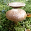 Cortinarius crassus | Fotografijos autorius : Vitalij Drozdov | © Macrogamta.lt | Šis tinklapis priklauso bendruomenei kuri domisi makro fotografija ir fotografuoja gyvąjį makro pasaulį.