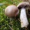 Nuosėdis - Cortinarius quarciticus | Fotografijos autorius : Vitalij Drozdov | © Macrogamta.lt | Šis tinklapis priklauso bendruomenei kuri domisi makro fotografija ir fotografuoja gyvąjį makro pasaulį.