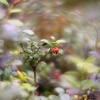 Paprastoji bruknė - Vaccinium vitis-idaea | Fotografijos autorius : Vidas Brazauskas | © Macronature.eu | Macro photography web site