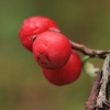Cowberry - Vaccinium vitis-idaea | Fotografijos autorius : Gintautas Steiblys | © Macronature.eu | Macro photography web site