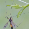 Ilgakojis uodas - Nephrotoma crocata | Fotografijos autorius : Gediminas Gražulevičius | © Macronature.eu | Macro photography web site