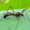 Crane fly - Nephrotoma crocata | Fotografijos autorius : Romas Ferenca | © Macronature.eu | Macro photography web site