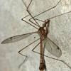 Ilgakojis uodas - Tipula (Lunatipula) sp. | Fotografijos autorius : Gintautas Steiblys | © Macronature.eu | Macro photography web site