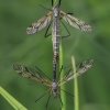 Cranefly - Tipula pseudovariipennis | Fotografijos autorius : Gintautas Steiblys | © Macronature.eu | Macro photography web site