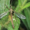 Cranefly - Tipula sp. | Fotografijos autorius : Gintautas Steiblys | © Macrogamta.lt | Šis tinklapis priklauso bendruomenei kuri domisi makro fotografija ir fotografuoja gyvąjį makro pasaulį.