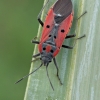 Cretan Seed bug - Lygaeus creticus | Fotografijos autorius : Gintautas Steiblys | © Macronature.eu | Macro photography web site