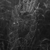 Paprastojo kryžiuočio - Araneus diadematus gaudomasis tinklas | Fotografijos autorius : Gintautas Steiblys | © Macronature.eu | Macro photography web site