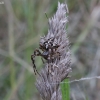 Paprastasis kryžiuotis - Araneus diadematus | Fotografijos autorius : Vytautas Gluoksnis | © Macronature.eu | Macro photography web site