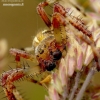 Cross orbweaver - Araneus diadematus | Fotografijos autorius : Romas Ferenca | © Macronature.eu | Macro photography web site