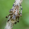 Paprastasis kryžiuotis - Araneus diadematus | Fotografijos autorius : Kazimieras Martinaitis | © Macronature.eu | Macro photography web site