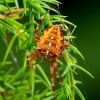 Paprastasis kryžiuotis - Araneus diadematus | Fotografijos autorius : Romas Ferenca | © Macronature.eu | Macro photography web site