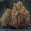 Crown-tipped coral fungus - Artomyces pyxidatus | Fotografijos autorius : Gintautas Steiblys | © Macronature.eu | Macro photography web site