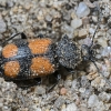 Crucifix ground beetle - Panagaeus cruxmajor | Fotografijos autorius : Kazimieras Martinaitis | © Macronature.eu | Macro photography web site