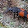 Crucifix ground beetle - Panagaeus cruxmajor | Fotografijos autorius : Gintautas Steiblys | © Macronature.eu | Macro photography web site