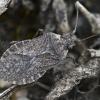 Cryptic leatherbug - Bathysolen nubilus | Fotografijos autorius : Kazimieras Martinaitis | © Macronature.eu | Macro photography web site