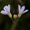 Cuckoo flower - Cardamine pratensis | Fotografijos autorius : Žilvinas Pūtys | © Macronature.eu | Macro photography web site