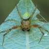 Cucumber green spider - Araniella cucurbitina ♂ | Fotografijos autorius : Gintautas Steiblys | © Macronature.eu | Macro photography web site